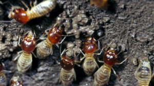 Termitas Agricultoras Ajustan su Control de Malezas